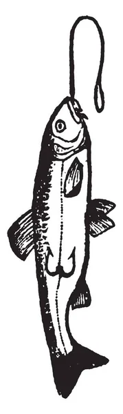 小鱼挂在钩子上 这个钩子用于捕捉小鱼 复古线条画或雕刻插图 — 图库矢量图片