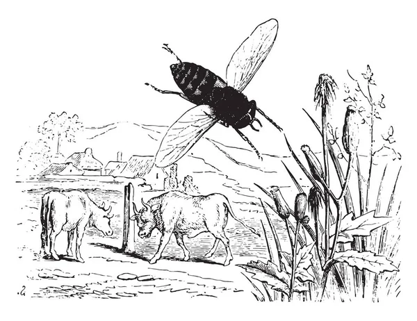 Gadfly Ochsen Vintage Gravierte Illustration Vie Dans Nature 1890 — Stockvektor