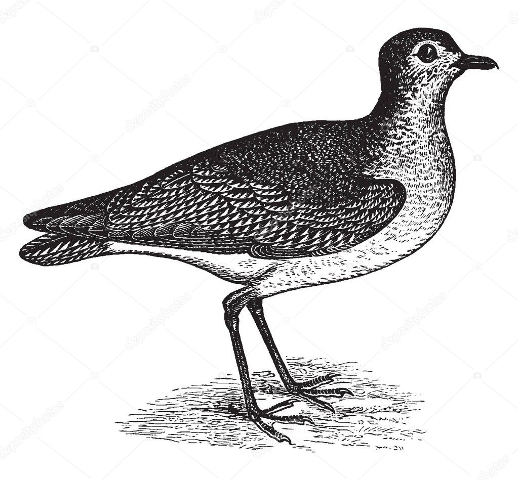 American Golden Plover in which upper parts black everywhere speckled with golden yellow, vintage line drawing or engraving illustration.