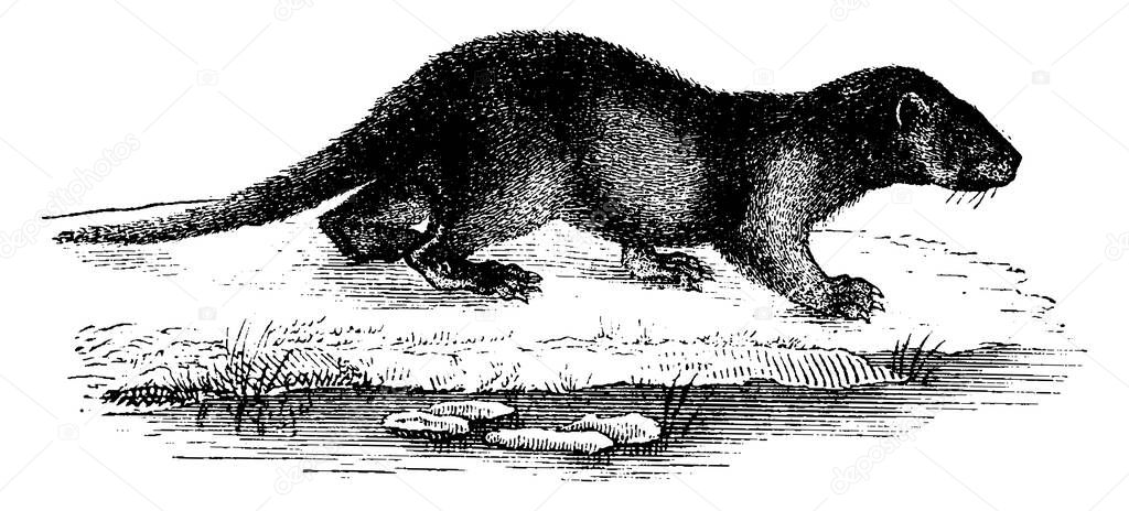 Otter, vintage engraved illustration. Natural History of Animals, 1880