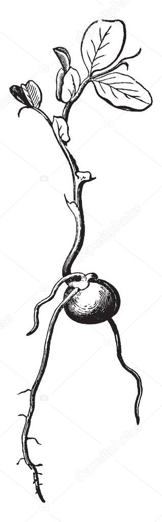 This Picture Shows The Pea Germination Rooted Part Is Under Ground And Leafy Part Is On The Ground Radical Is Comes Out From This Pea Upper Layer Is Seed Coat Vintage Line