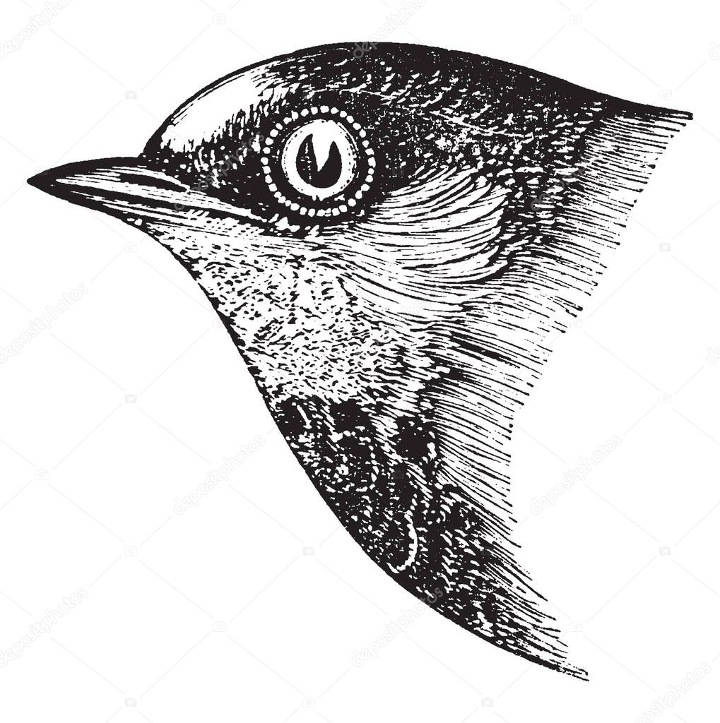 This illustration represents Eave Swallow, vintage line drawing or engraving illustration.