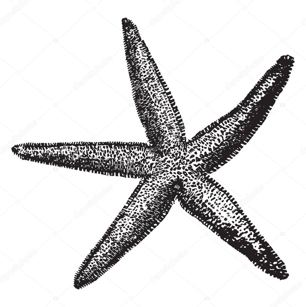 Common Starfish is the most common and familiar starfish in the north east Atlantic and belonging to the family Asteriidae, vintage line drawing or engraving illustration.