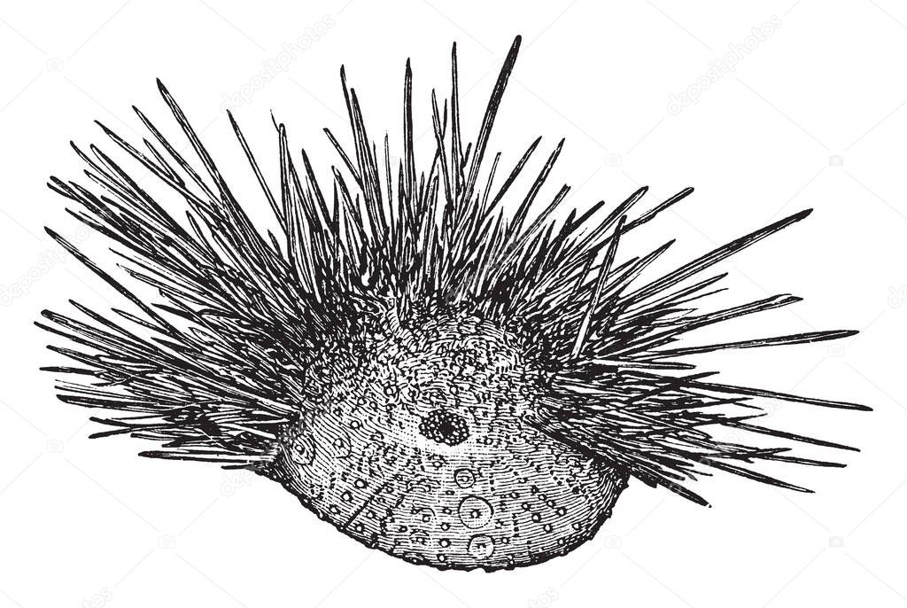 Hawaiian Rock Urchin also called Echinometra oblongata is a sea urchin. Illustration shows spines in part removed to show the plates of the test, vintage line drawing or engraving illustration. 