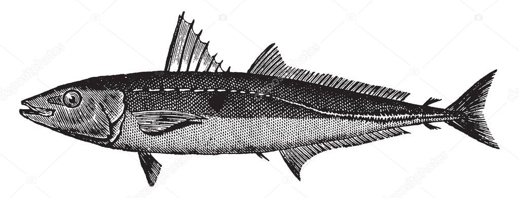 Cigarfish having a thick fusiform shape, vintage line drawing or engraving illustration.