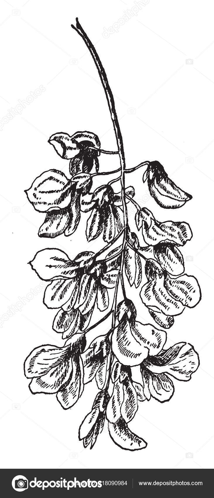 North American Leguminous Tree Robinia Pseudoacacia Having Prickly