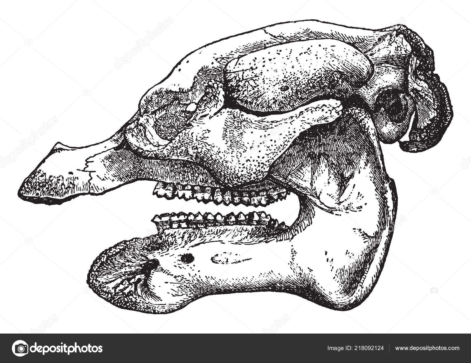 African Manatee Species Manatee Least Studied Four Species Sirenians