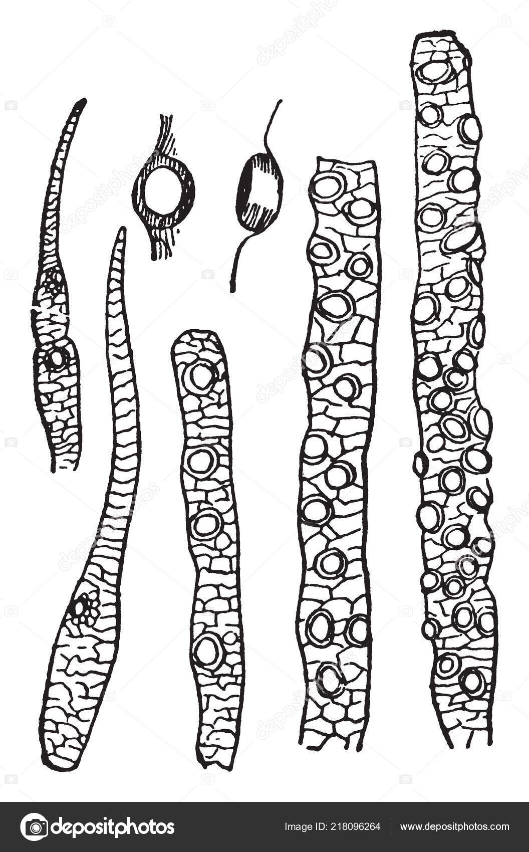 Sensory Organs Which Contain Receptors Relay Information Sensory