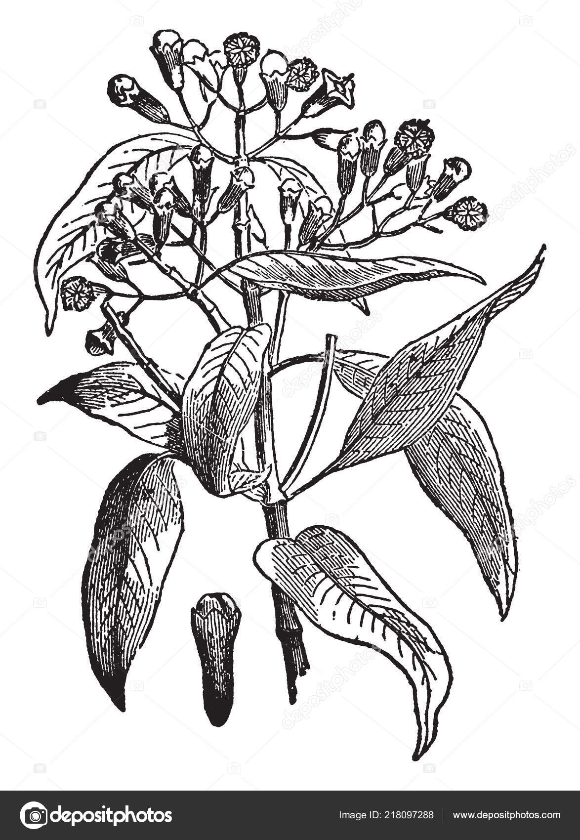 Clove Plant Multiple Rippen Cloves Buds Vintage Line Drawing Engraving