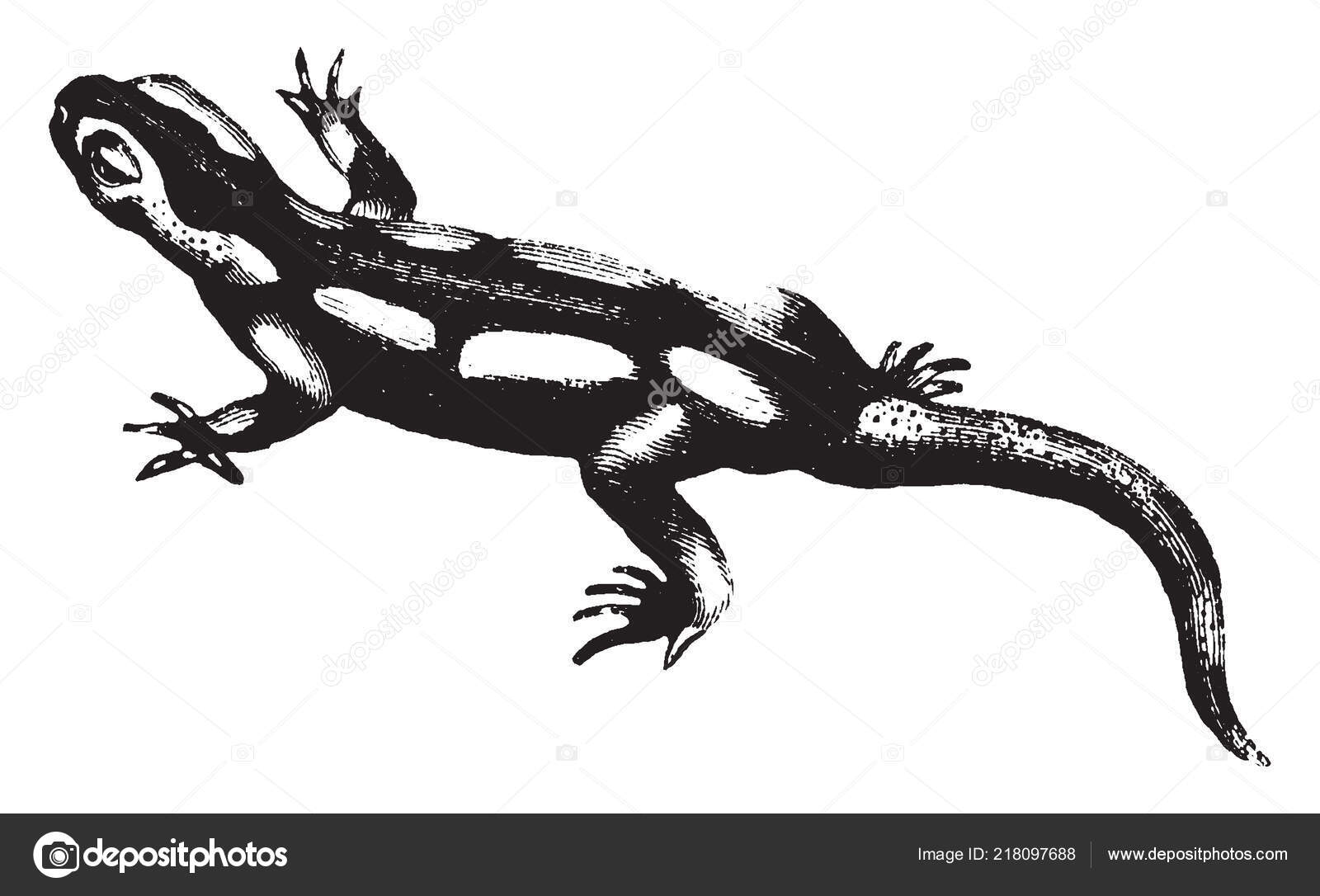 Image vectorielle Salamandre Dont Corps Est Noir Verruqueux Avec Longues  Taches Jaunes par ©Morphart - 218097688, image size:1600x1086
