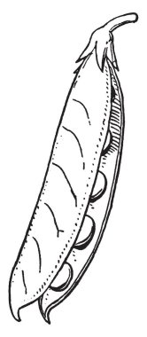 Baklagil bakla, bezelye Aile, vintage çizgi çizme veya oyma illüstrasyon bitkilerin meyve olarak da adlandırılan gösteren bir resim.