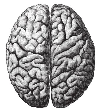 Üst yüzey Cerebrum gösterilen iki hemisferlerin içine onun bölümü ve aynı zamanda özyinelemelerinin, vintage çizgi çizme veya oyma illüstrasyon.