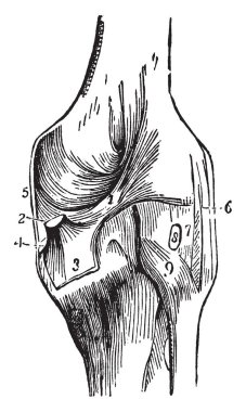 Bu resimde diz eklem, vintage çizgi çizme veya oyma illüstrasyon temsil eder.