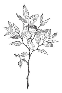 A picture shows Zelkova Serrata Plant. The leaves themselves are simple and ovate to oblong-ovate with serrated or crenate margins, to which the tree owes its specific epithet serrata, vintage line drawing or engraving illustration. clipart
