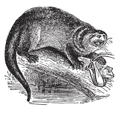 Alt familya Lutrinae, vintage çizgi çizme veya oyma illüstrasyon etçil memeli Otter mı.