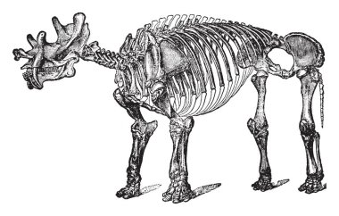 Tinoceras İozin dönem, vintage çizgi çizme veya oyma illüstrasyon sırasında yaşamış otçul memeli soyu tükenmiş bir cinsidir.