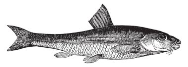 Gudgeon is found in streams which flow over gravelly soil, vintage line drawing or engraving illustration. clipart
