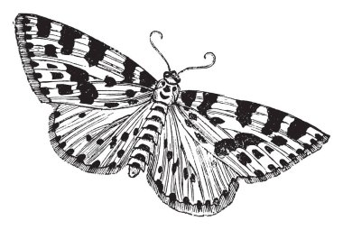 Gooseberry or Magpie Moth is often mistaken for a butterfly, vintage line drawing or engraving illustration. clipart