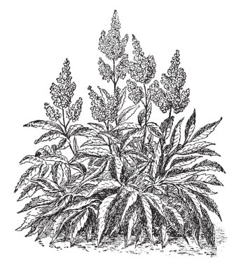 Astilbe bitkilerin uzun çiçeklenme vardır; uzun sap, vintage çizgi çizme veya oyma illüstrasyon yetişen çiçek küme diğer bileşik yaprak, ellerinde.