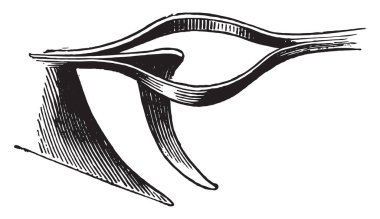 Reçel, vintage oyulmuş illüstrasyon önlemek için açık yaş. Endüstriyel ansiklopedi E.-O. Lami - 1875