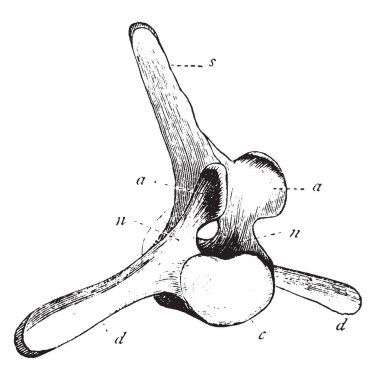 Bir büyük 42 Bu New England'ın sahil, vintage çizgi çizme veya oyma illüstrasyon karaya vurmuş ayak uzun kadın balina ilişkili omur intervertebral diskler vardır.
