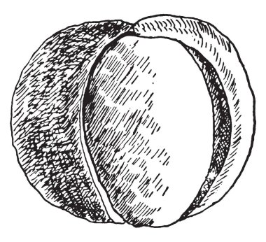 Bu görüntüde Buckeye, vintage çizgi çizme veya oyma illüstrasyon meyvesi vardır.