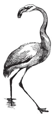 Flamingo Afrika ve Asya, vintage çizgi çizme veya oyma illüstrasyon bulunur.