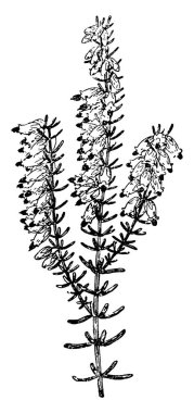 Bitki tarayıcı görüntü. Vektör illustratuion