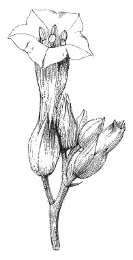 This is the image of nicotiana tabacum. The portion of the plant produced by the axillary bud is shaded grey .The flowers bloom in the summer, vintage line drawing or engraving illustration. clipart