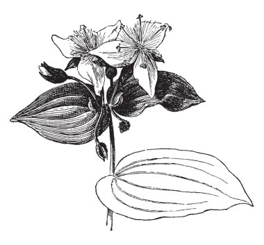 Tradescantia fluminensis Commelinaceae ailesindeki bir türdür. Bu bitki zemin boyunca yayılır ve üç yaprakları, vintage çizgi çizme veya oyma illüstrasyon ile beyaz çiçekler.