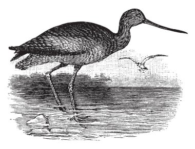 Marbled Godwit is a large shorebird in the Scolopacidae family of waders, vintage line drawing or engraving illustration. clipart
