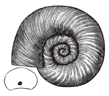 Sarmal odalı basit septa ve Trenton dönem, vintage çizgi çizme veya oyma illüstrasyon sarmal odacıklı kabukları kabuğunun.