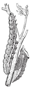Bu resim Larva ve Pupa büyük beyaz lahana kelebek, vintage çizgi çizme veya oyma illüstrasyon temsil eder.