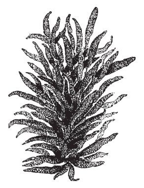 Bu resimde bir yumurta küme kalamar, vintage çizgi çizme veya oyma illüstrasyon temsil eder..