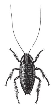 Kroton hata küçük hamamböceği, vintage çizgi çizme veya oyma illüstrasyon familyasından bir.