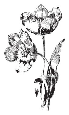 Lale ile birlikte 14 diğer cins Melanthiaceae (lily) ailesinin bir üyesidir. Lale en sıcak bahar çiçekleri, vintage çizgi çizme veya oyma illüstrasyon vardır.