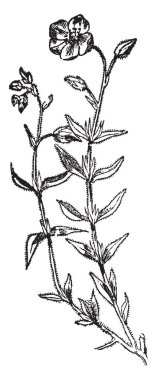 This pictures showing a rock rose pant. They have showy 5 petals flowers. The stem and leaves are thorny and sharp. This is form Cistaceae family, vintage line drawing or engraving illustration. clipart