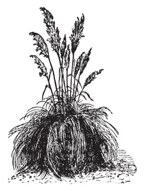 Pampa ciğeri Güney Amerika'da birçok çiçekli bitkiler biridir. Cins Cortaderia, vintage çizgi çizme veya oyma illüstrasyon yaklaşık 25 türü bulunmaktadır.