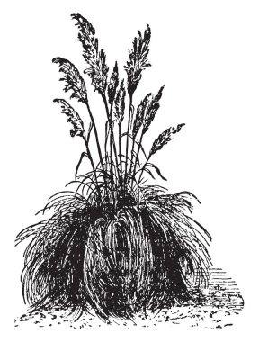 Pampas Gras is one of the many flowering plants in South America. There are around 25 species in the genus Cortaderia, vintage line drawing or engraving illustration. clipart
