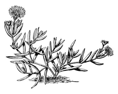 Mesembryanthemum aureum altın bir çiçektir. Buz gibi ışıltı kristalleri. Uzun çiçek, vintage çizim için kalıcı veya illüstrasyon oyma.