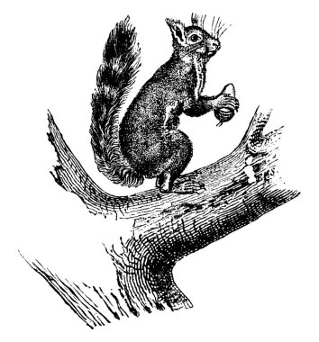 Sıradan sincap, vintage illüstrasyon kazınmış. Doğal Tarih hayvanların, 1880