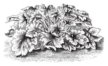 Bu resmi Heuchera Glabra fabrikasıdır. Uzun sapları ve büyük yaprakları oluşur. Bitki yükseklik küçüktür. Bu da alumroot, vintage çizgi çizme veya oyma illüstrasyon denir.