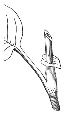 Resmi, bu prensin-tüy bitki kök ve yaprak parçaları gösteriyor. Kök, yaprak, vintage çizgi çizme veya oyma illüstrasyon ortada büyür.