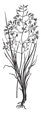 Bu gösteren kıllı çimen, yaprakları çok ince bir parçasıdır ve ince uzun, küçük çiçekler ayrı ayrı şube, vintage çizgi çizme veya oyma illüstrasyon büyüyor.