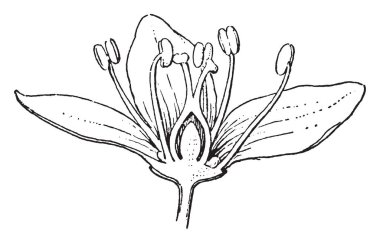 Karabuğday ortak buğday ve Japon buğday bilinir. Çiçekleri pembe nedir, klasik çizgi çizme veya oyma resimde var.