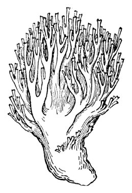 Mercan mantarı görüntüsü. Çoğu clavarioid mantarlar Erect, vintage çizgi çizme veya oyma illüstrasyon çoğu basit veya dallı meyve ceset var.