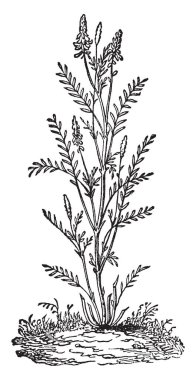 Bu çerçevede Sainfoin bitki vardır. Sainfoin çim türüdür. Yapraklarını dikdörtgen ve çiçekler paramparça vintage çizgi çizme veya illüstrasyon oyma.