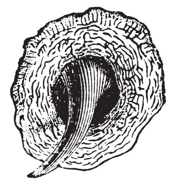 Ölçekler, vintage oyulmuş illüstrasyon balık. Doğal Tarih hayvanların, 1880