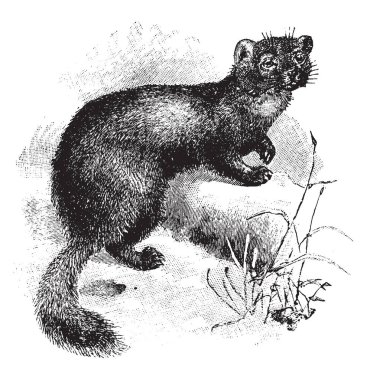 Sable bir sansar tür ise orman ortamlar, vintage çizgi çizme veya oyma illüstrasyon yaşayan küçük bir etçil memeli.