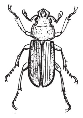 Platycerus esas altıncı ventral karın segmentinde, vintage çizgi çizme veya oyma illüstrasyon açıklık tarafından karakterize.